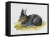 European Rabbit or Common Rabbit (Oryctolagus Cuniculus), Leporidae-null-Framed Stretched Canvas