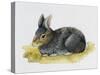 European Rabbit or Common Rabbit (Oryctolagus Cuniculus), Leporidae-null-Stretched Canvas