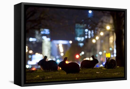 European Rabbits (Oryctolagus Cuniculus) at Night Near L'Arc De Triomphe, Paris, France-Laurent Geslin-Framed Stretched Canvas