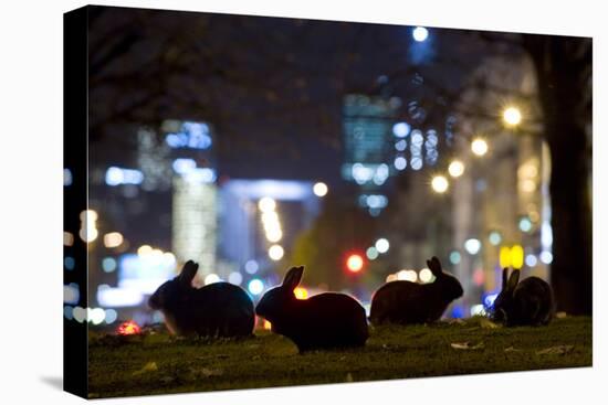 European Rabbits (Oryctolagus Cuniculus) at Night Near L'Arc De Triomphe, Paris, France-Laurent Geslin-Stretched Canvas