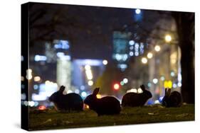 European Rabbits (Oryctolagus Cuniculus) at Night Near L'Arc De Triomphe, Paris, France-Laurent Geslin-Stretched Canvas