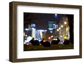 European Rabbits (Oryctolagus Cuniculus) at Night Near L'Arc De Triomphe, Paris, France-Laurent Geslin-Framed Photographic Print