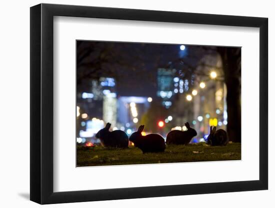 European Rabbits (Oryctolagus Cuniculus) at Night Near L'Arc De Triomphe, Paris, France-Laurent Geslin-Framed Photographic Print