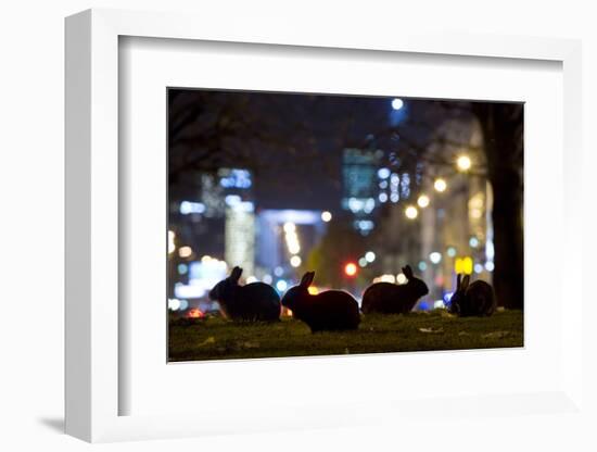 European Rabbits (Oryctolagus Cuniculus) at Night Near L'Arc De Triomphe, Paris, France-Laurent Geslin-Framed Photographic Print