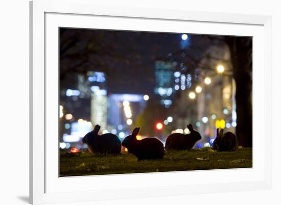 European Rabbits (Oryctolagus Cuniculus) at Night Near L'Arc De Triomphe, Paris, France-Laurent Geslin-Framed Photographic Print