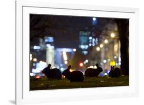 European Rabbits (Oryctolagus Cuniculus) at Night Near L'Arc De Triomphe, Paris, France-Laurent Geslin-Framed Photographic Print