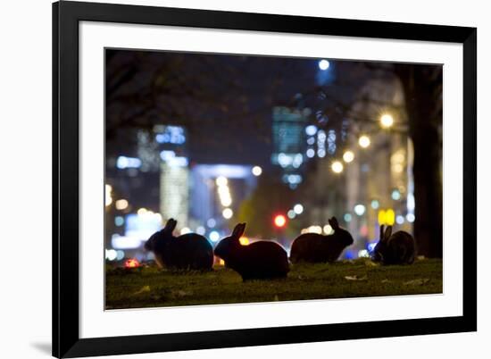 European Rabbits (Oryctolagus Cuniculus) at Night Near L'Arc De Triomphe, Paris, France-Laurent Geslin-Framed Photographic Print