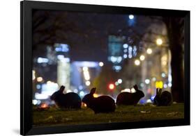 European Rabbits (Oryctolagus Cuniculus) at Night Near L'Arc De Triomphe, Paris, France-Laurent Geslin-Framed Photographic Print