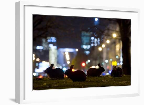 European Rabbits (Oryctolagus Cuniculus) at Night Near L'Arc De Triomphe, Paris, France-Laurent Geslin-Framed Photographic Print