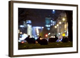 European Rabbits (Oryctolagus Cuniculus) at Night Near L'Arc De Triomphe, Paris, France-Laurent Geslin-Framed Photographic Print