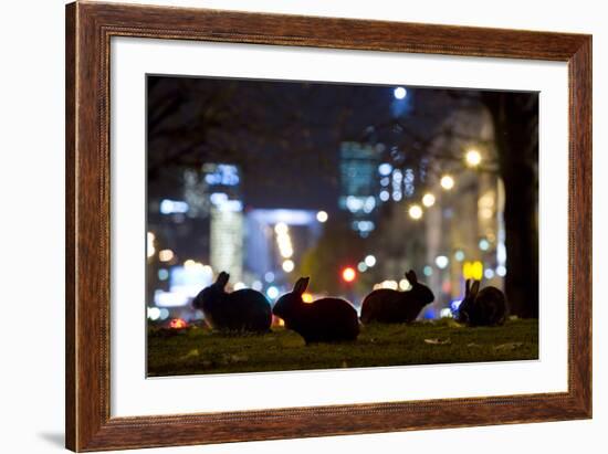 European Rabbits (Oryctolagus Cuniculus) at Night Near L'Arc De Triomphe, Paris, France-Laurent Geslin-Framed Photographic Print