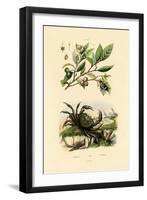 European Red-Bellied Clerid, 1833-39-null-Framed Giclee Print