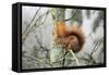 European Red Squirrel Sitting on Branch-null-Framed Stretched Canvas