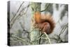 European Red Squirrel Sitting on Branch-null-Stretched Canvas