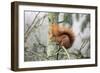 European Red Squirrel Sitting on Branch-null-Framed Photographic Print