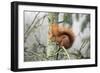 European Red Squirrel Sitting on Branch-null-Framed Photographic Print