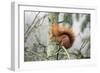 European Red Squirrel Sitting on Branch-null-Framed Photographic Print