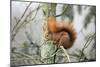 European Red Squirrel Sitting on Branch-null-Mounted Photographic Print