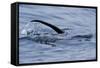 European River Otter (Lutra Lutra) Hunting in Sea, Tail Above Water, Ardnamurchan, Scotland-Campbell-Framed Stretched Canvas