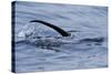 European River Otter (Lutra Lutra) Hunting in Sea, Tail Above Water, Ardnamurchan, Scotland-Campbell-Stretched Canvas