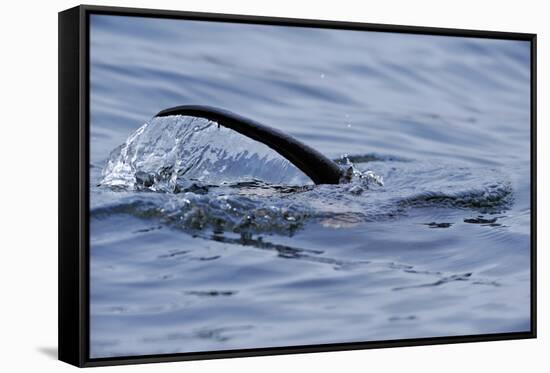 European River Otter (Lutra Lutra) Hunting in Sea, Tail Above Water, Ardnamurchan, Scotland-Campbell-Framed Stretched Canvas