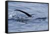 European River Otter (Lutra Lutra) Hunting in Sea, Tail Above Water, Ardnamurchan, Scotland-Campbell-Framed Stretched Canvas