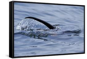 European River Otter (Lutra Lutra) Hunting in Sea, Tail Above Water, Ardnamurchan, Scotland-Campbell-Framed Stretched Canvas