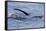 European River Otter (Lutra Lutra) Hunting in Sea, Tail Above Water, Ardnamurchan, Scotland-Campbell-Framed Stretched Canvas