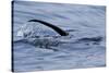 European River Otter (Lutra Lutra) Hunting in Sea, Tail Above Water, Ardnamurchan, Scotland-Campbell-Stretched Canvas