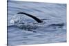 European River Otter (Lutra Lutra) Hunting in Sea, Tail Above Water, Ardnamurchan, Scotland-Campbell-Stretched Canvas