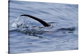 European River Otter (Lutra Lutra) Hunting in Sea, Tail Above Water, Ardnamurchan, Scotland-Campbell-Stretched Canvas