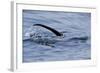 European River Otter (Lutra Lutra) Hunting in Sea, Tail Above Water, Ardnamurchan, Scotland-Campbell-Framed Photographic Print