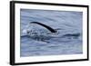 European River Otter (Lutra Lutra) Hunting in Sea, Tail Above Water, Ardnamurchan, Scotland-Campbell-Framed Photographic Print