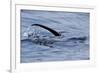 European River Otter (Lutra Lutra) Hunting in Sea, Tail Above Water, Ardnamurchan, Scotland-Campbell-Framed Photographic Print