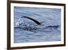 European River Otter (Lutra Lutra) Hunting in Sea, Tail Above Water, Ardnamurchan, Scotland-Campbell-Framed Photographic Print