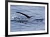 European River Otter (Lutra Lutra) Hunting in Sea, Tail Above Water, Ardnamurchan, Scotland-Campbell-Framed Photographic Print
