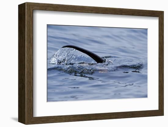 European River Otter (Lutra Lutra) Hunting in Sea, Tail Above Water, Ardnamurchan, Scotland-Campbell-Framed Photographic Print