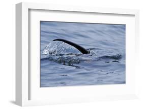 European River Otter (Lutra Lutra) Hunting in Sea, Tail Above Water, Ardnamurchan, Scotland-Campbell-Framed Photographic Print