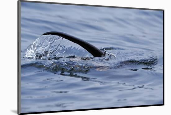 European River Otter (Lutra Lutra) Hunting in Sea, Tail Above Water, Ardnamurchan, Scotland-Campbell-Mounted Photographic Print