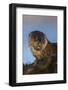 European River Otter (Lutra Lutra) Resting Amongst Seaweed, Isle of Mull, Inner Hebrides, Scotland-Danny Green-Framed Photographic Print