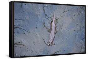 European River Otter (Lutra Lutra) Swimming in the River Tweed, Scotland, February 2009-Campbell-Framed Stretched Canvas