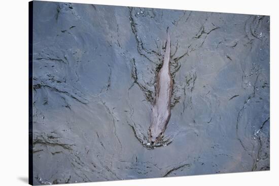 European River Otter (Lutra Lutra) Swimming in the River Tweed, Scotland, February 2009-Campbell-Stretched Canvas