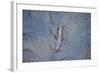 European River Otter (Lutra Lutra) Swimming in the River Tweed, Scotland, February 2009-Campbell-Framed Photographic Print