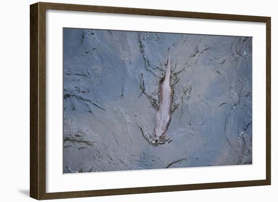 European River Otter (Lutra Lutra) Swimming in the River Tweed, Scotland, February 2009-Campbell-Framed Photographic Print