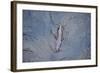 European River Otter (Lutra Lutra) Swimming in the River Tweed, Scotland, February 2009-Campbell-Framed Photographic Print