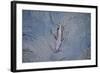 European River Otter (Lutra Lutra) Swimming in the River Tweed, Scotland, February 2009-Campbell-Framed Photographic Print