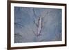 European River Otter (Lutra Lutra) Swimming in the River Tweed, Scotland, February 2009-Campbell-Framed Photographic Print