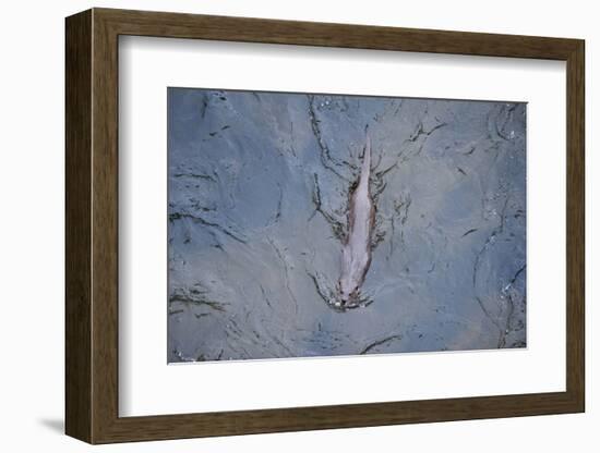 European River Otter (Lutra Lutra) Swimming in the River Tweed, Scotland, February 2009-Campbell-Framed Photographic Print