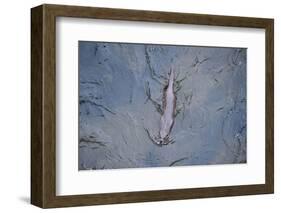 European River Otter (Lutra Lutra) Swimming in the River Tweed, Scotland, February 2009-Campbell-Framed Photographic Print