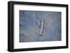 European River Otter (Lutra Lutra) Swimming in the River Tweed, Scotland, February 2009-Campbell-Framed Photographic Print